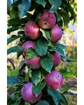 Яблоня колоновидная Титания осенняя | Яблуня колоновидна Титанія осіння | Malus columnar Titania